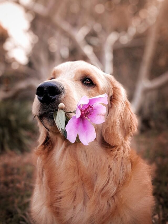 Study Finds Chernobyl Dogs Evolving Fast.