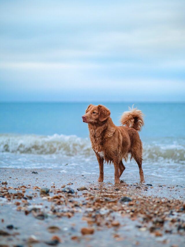 After Breaking in, Dog Kills Baby.